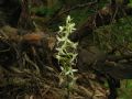 Platanthera bifolia
